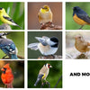 Abreuvoir à oiseaux automatique avec plusieurs bacs
