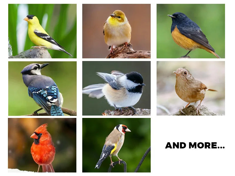 Abreuvoir à oiseaux automatique avec plusieurs bacs