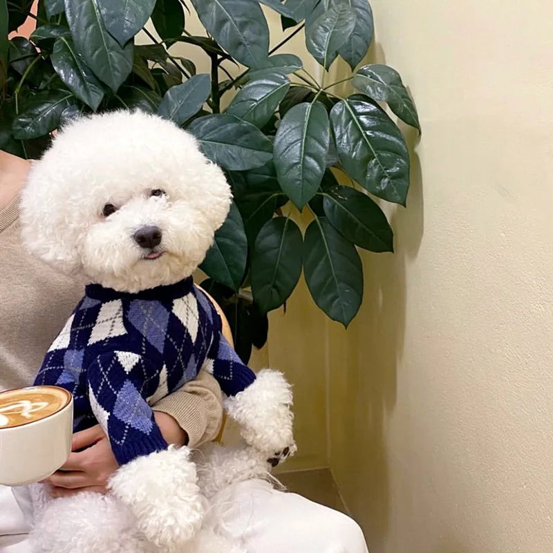 A white dog sits next to a cup of coffee, wearing a navy blue and white plaid knit sweater.