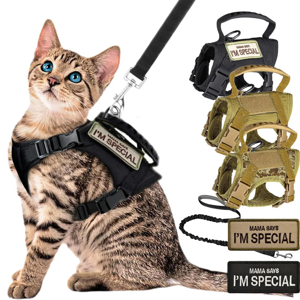 A tabby kitten wearing a black mesh pet harness with an attached control handle and leash.
