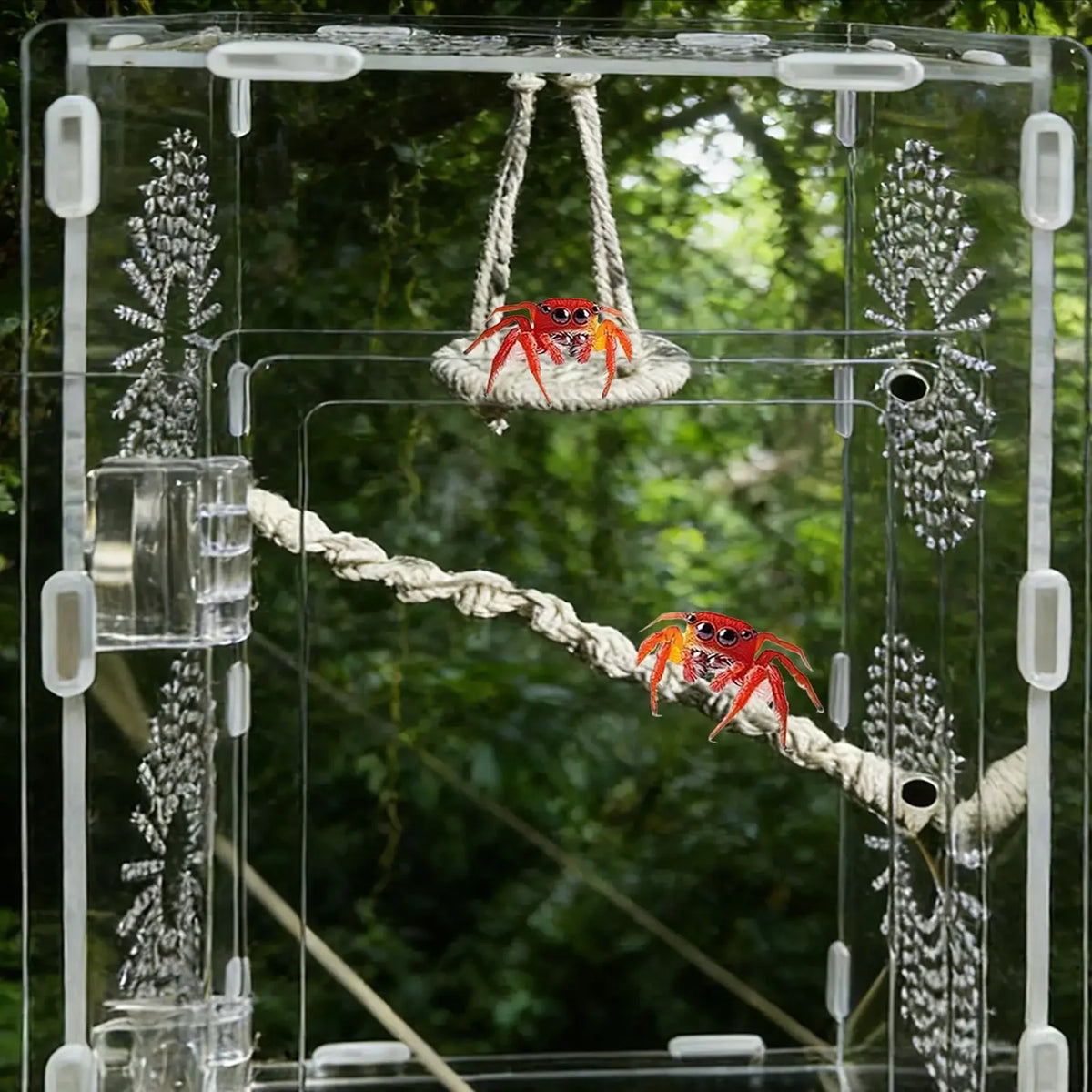 Habitat acrylique transparent montrant une araignée sauteuse et un crabe hermit climbing un pont en fibre naturelle.