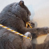Interactive Cat Teaser Rod Toy with Satin Ribbon