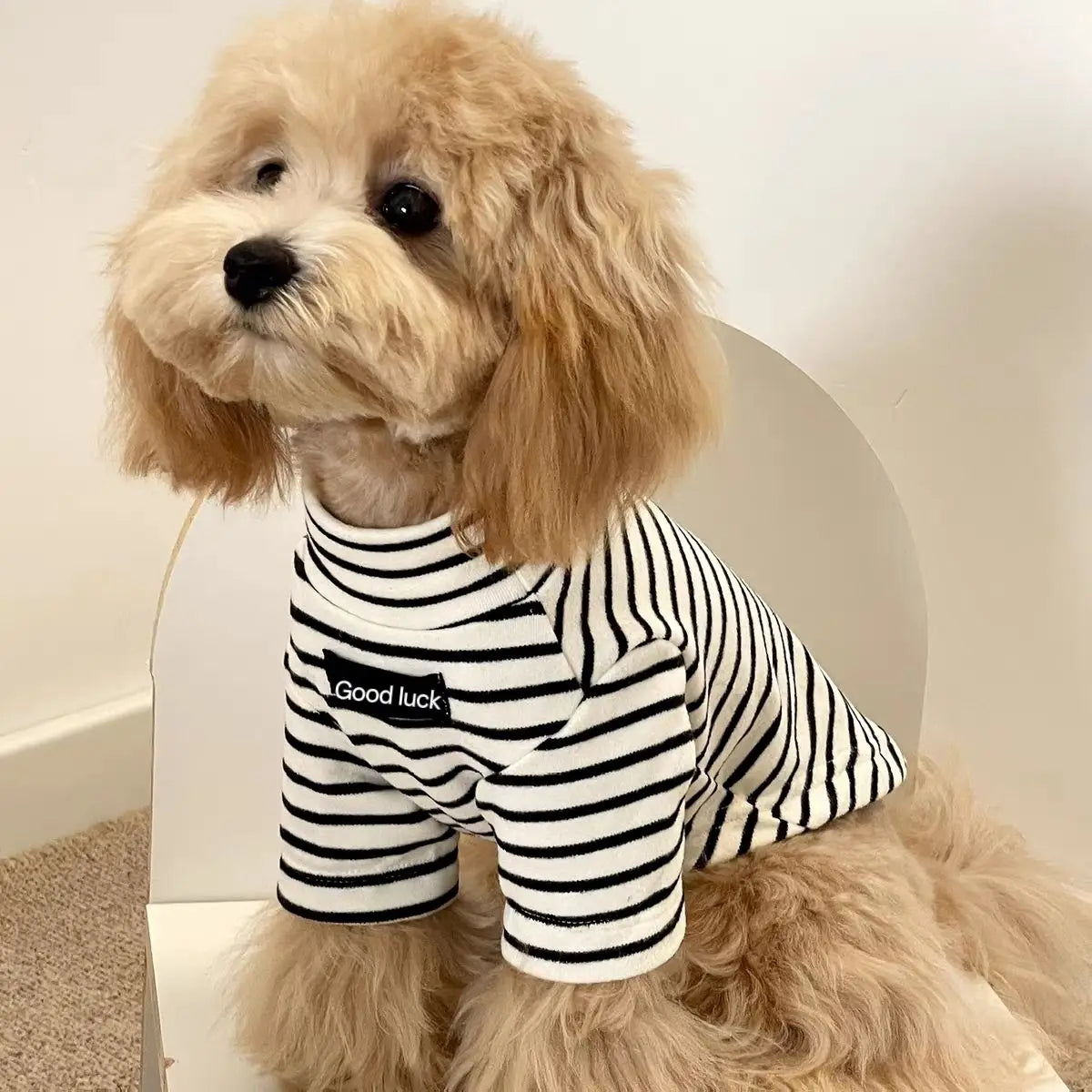 A light golden doodle dog wearing a black and white striped thermal sweater.