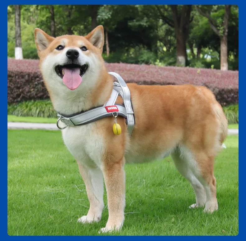 Un feliz perro Shiba Inu vistiendo un arnés de paseo gris, parado sobre hierba verde.