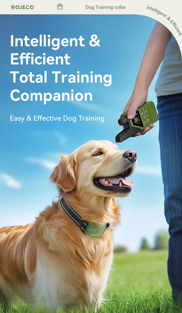 A golden retriever wearing an electric dog training collar is being held by a person outdoors.