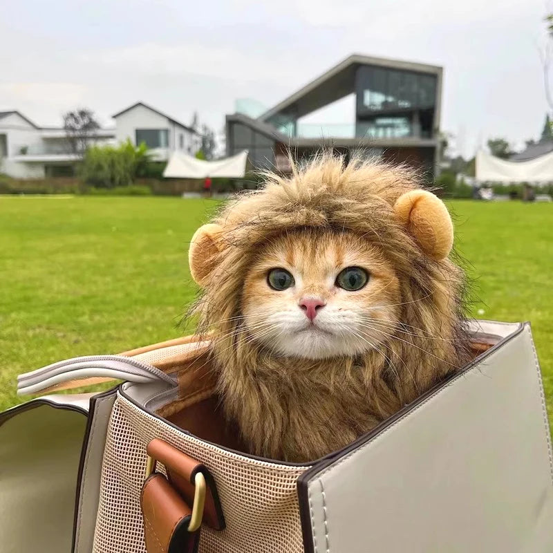 A fluffy orange tabby cat wearing a lion mane costume hat, looking directly at the camera.
