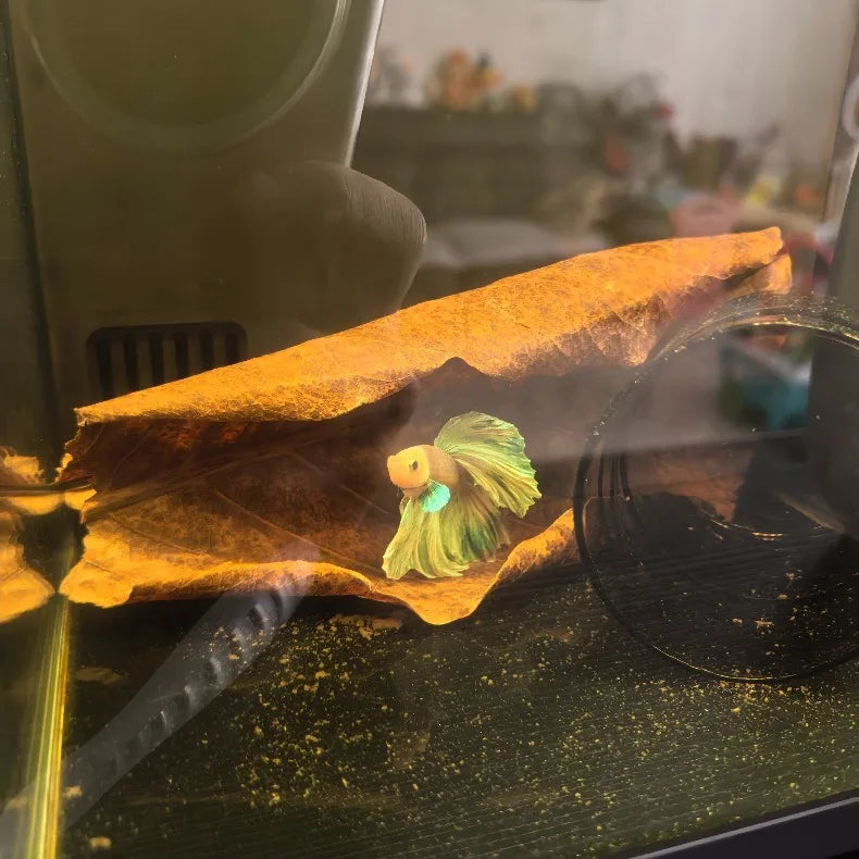 Natural Indian Almond Leaves for Aquarium Water Conditioning