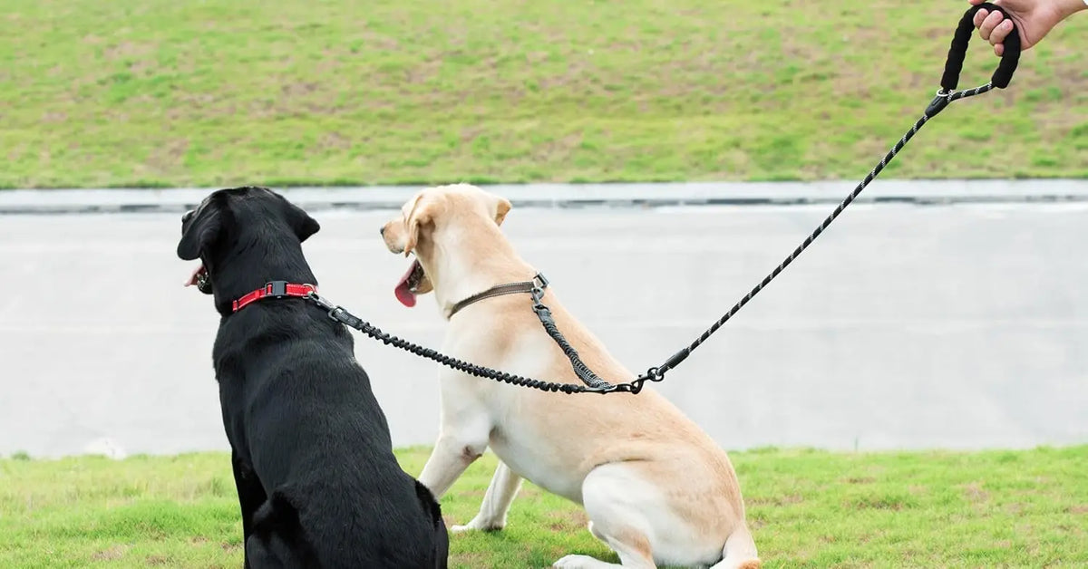 A black dog and a light-colored dog are being walked on a leash across a grassy field.