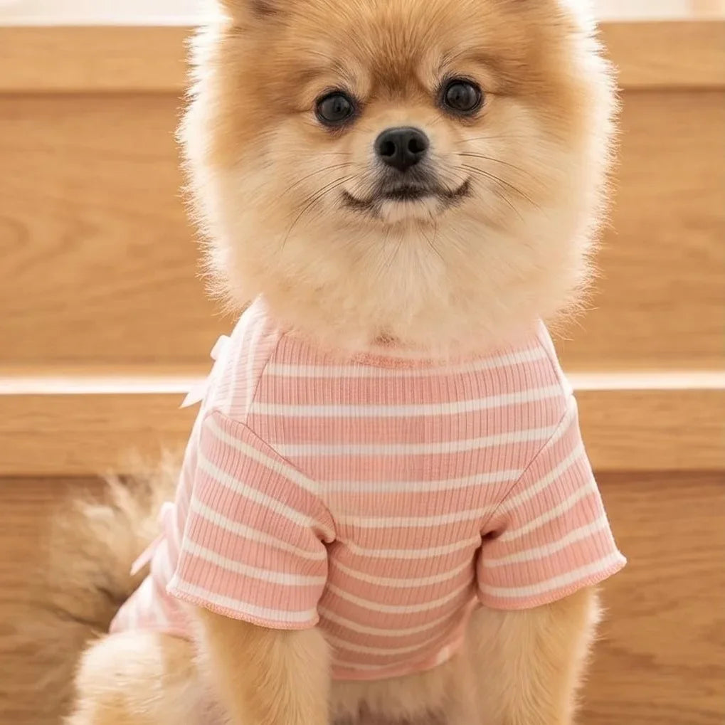 A fluffy apricot dog wearing a pink and white striped knit shirt.