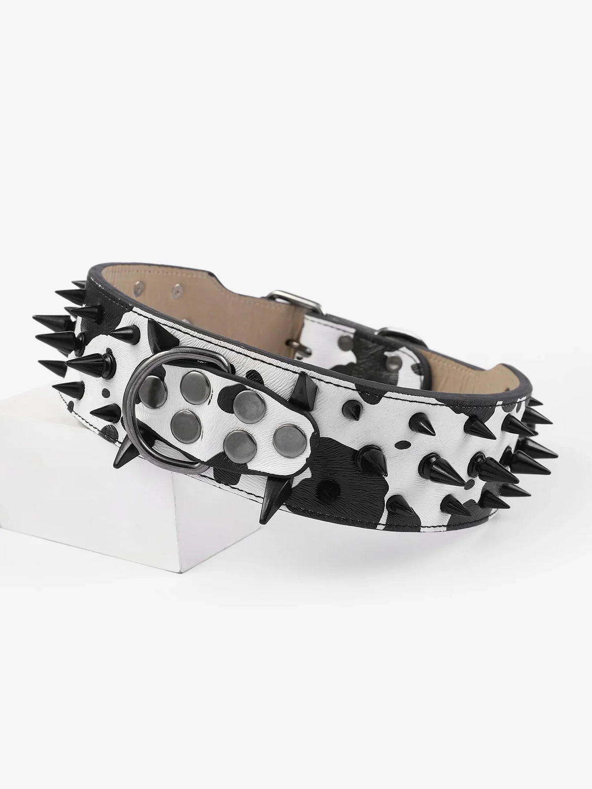 A black and white spotted spiked leather dog collar for large breeds.