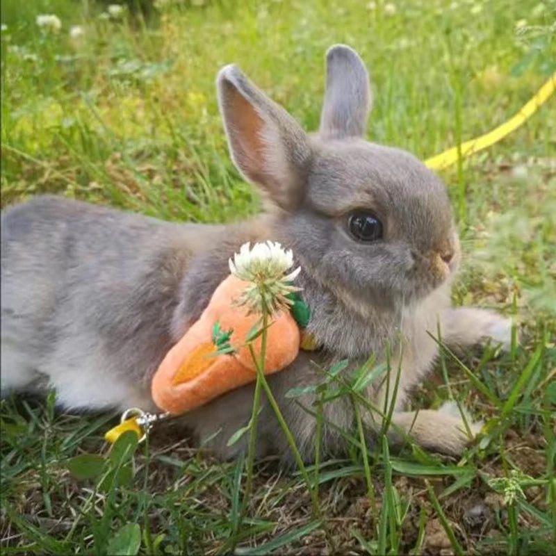 A gray rabbit wearing an orange carrot harness and leash, lying in green grass.