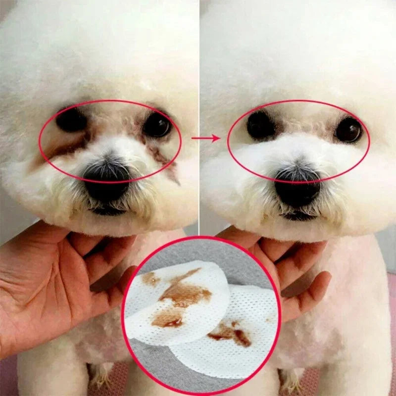 A close-up of a dog's face showing the eye and ear area, with a hand holding pet eye and ear cleaning wipes.