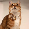 A tabby cat wearing a decorative breakaway collar with a bowknot and bell.