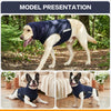 Ein helles Hundekleid in einem dunkelblauen Komfortweste in einer natürlichen Außenumgebung.