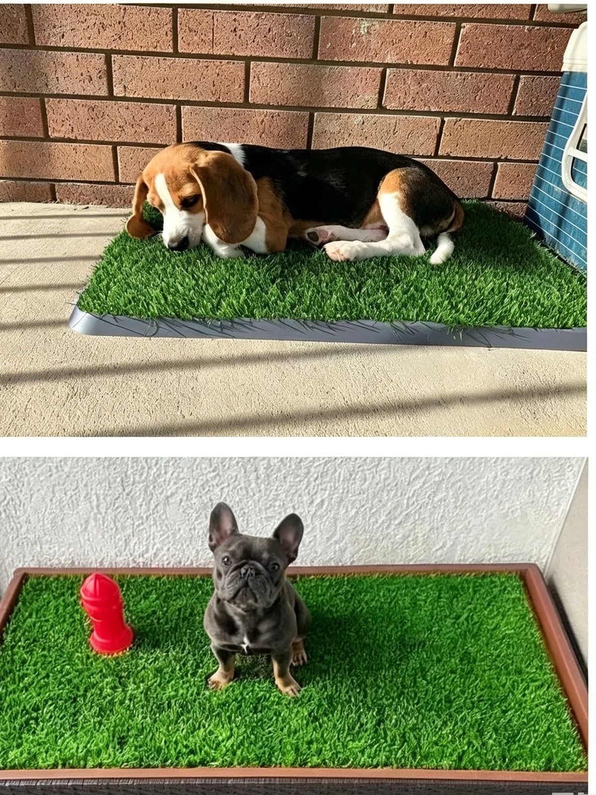 A dog is lying on a green artificial grass mat outdoors, and another dog is standing on a similar mat.