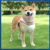 Un feliz perro Shiba Inu vistiendo un arnés rosa y blanco caminando sobre césped verde.