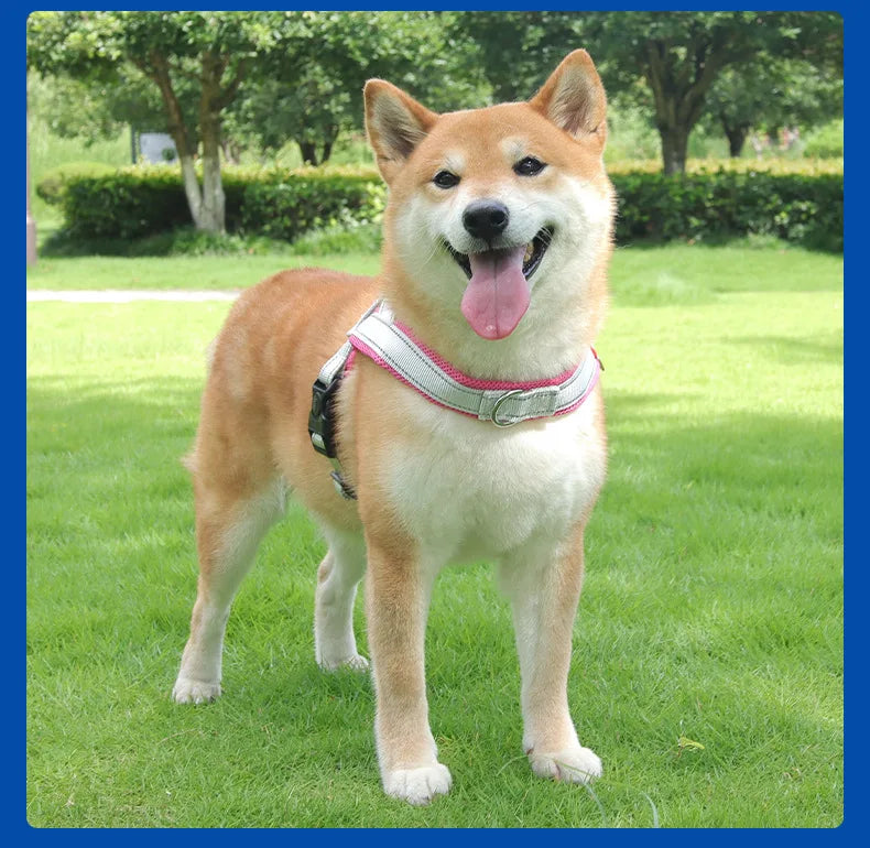 Un feliz perro Shiba Inu vistiendo un arnés rosa y blanco caminando sobre césped verde.