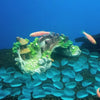 Artificial Bridge Aquarium Decor - Resin Landscape Ornament