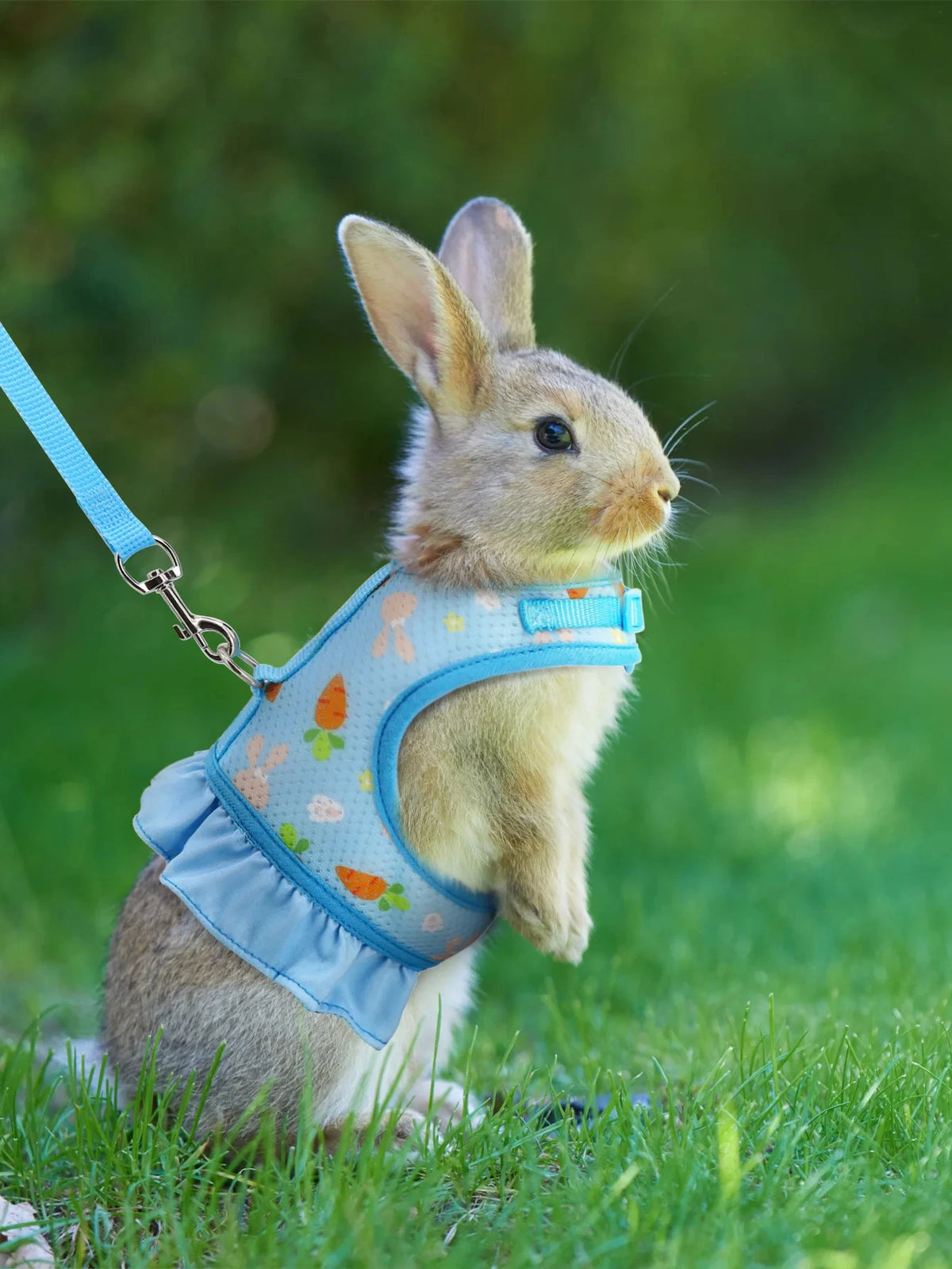 Adjustable Mesh Harness with Leash for Small Pets