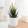 Artificial cactus succulent bonsai plant in a white ceramic pot sitting on a wooden surface.