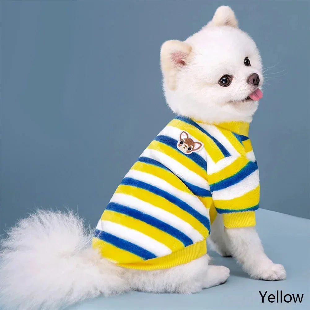 A white dog wearing a yellow and blue striped cotton flannel sweater.