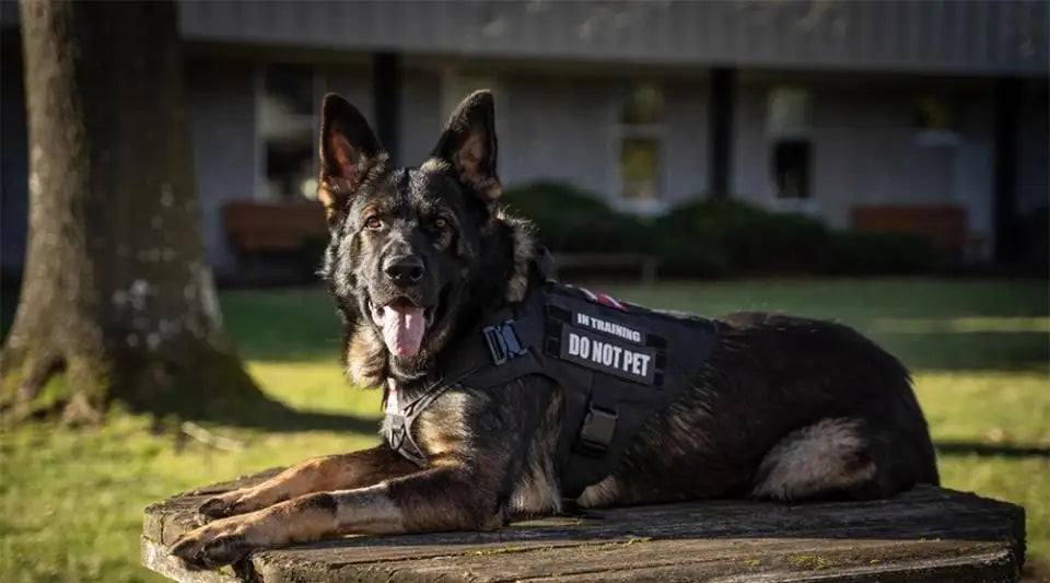 Tactical Dog Harness with MOLLE Pouches and Collar Set