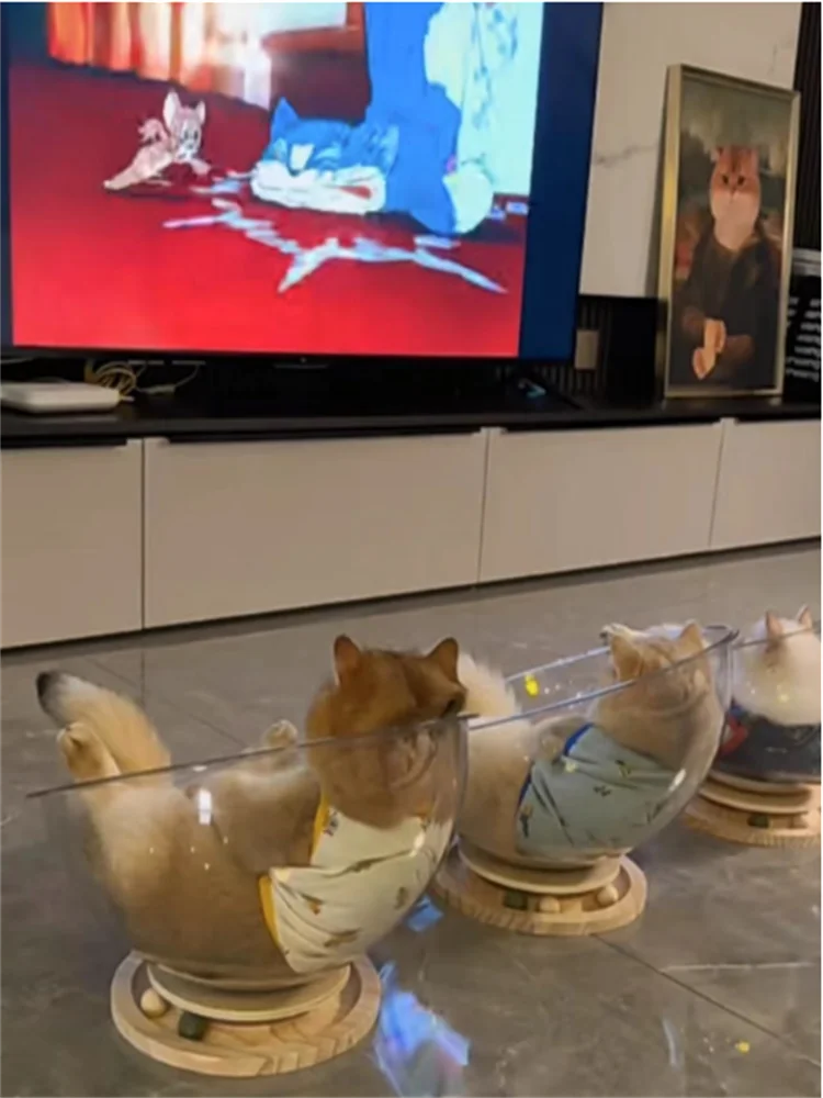Mehrere Katzen ruhen in transparenten Kapsel-Hängematten auf einer Glasoberfläche.