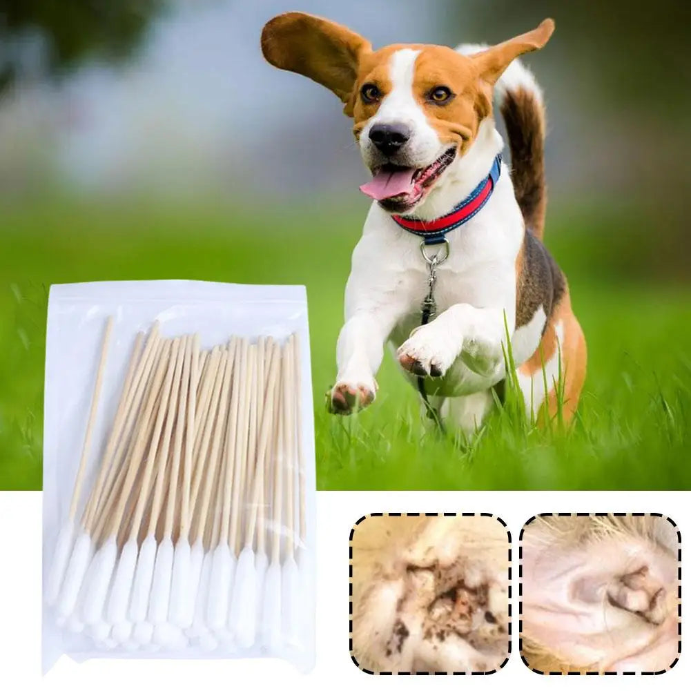 A dog is looking at a pack of white cotton swabs for pet ear cleaning.