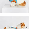A small, fluffy dog wearing a light cream vest with blue and orange trim.