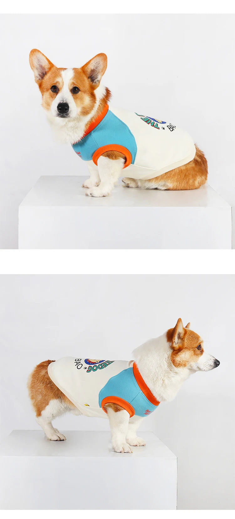A small, fluffy dog wearing a light cream vest with blue and orange trim.