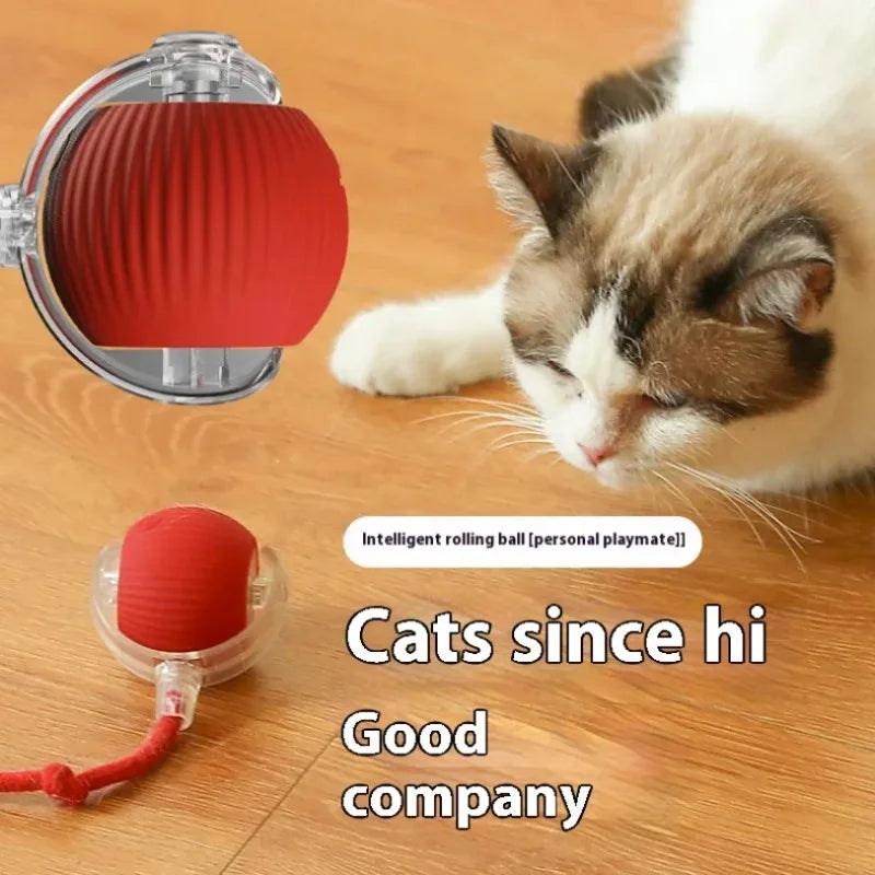 Un chat interagit avec un jouet sphérique rouge et côtelé à rouler.