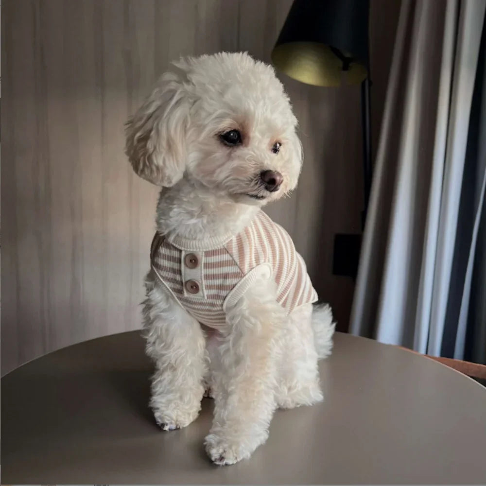 A fluffy white dog wearing a knitted vest with light pink stripes, sitting on a table.