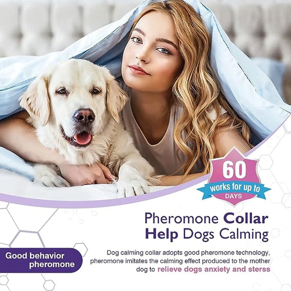 A woman is holding a Golden Retriever dog while wearing a pheromone collar for dog calming.