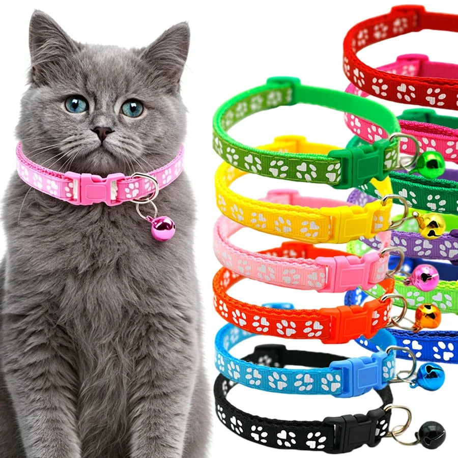 A fluffy gray kitten wearing a pink adjustable pet collar with a bell.