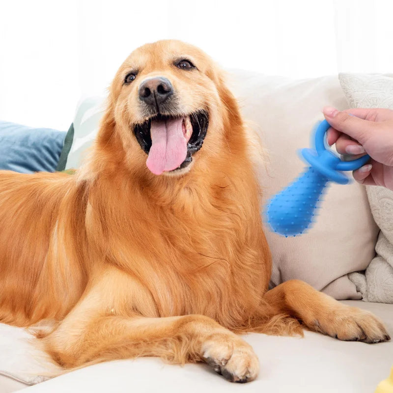 A happy golden retriever lying down with its mouth open and tongue out, next to a blue chew toy.