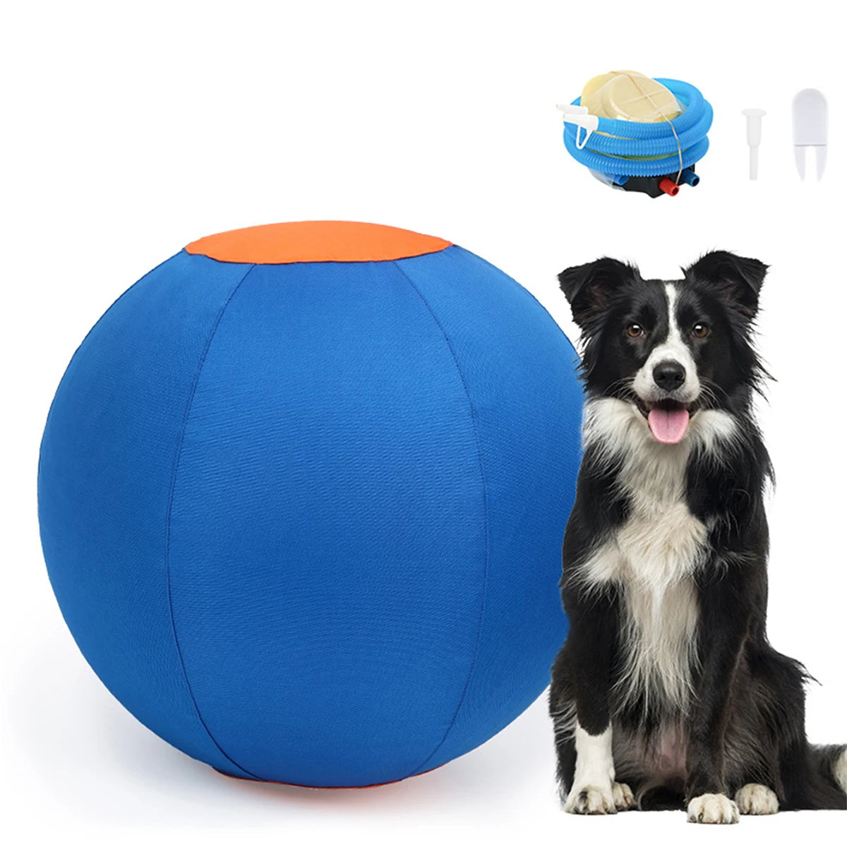 A blue inflatable herding ball for dogs is shown next to a small white object and a black and white dog.