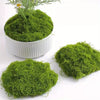 Natural Green Preserved Moss for DIY Crafts and Decor
