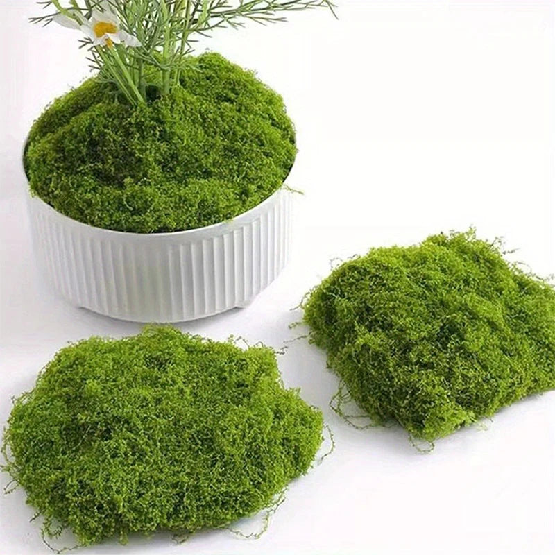 Natural Green Preserved Moss for DIY Crafts and Decor
