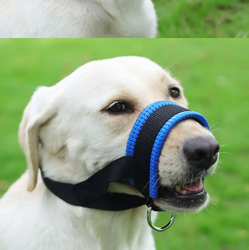 A light-colored dog wearing a blue and black adjustable muzzle for training.