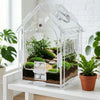 Klares Plastikterrarium mit Miniaturlandschaft aus Pflanzen und Moos für eine Springspinne.