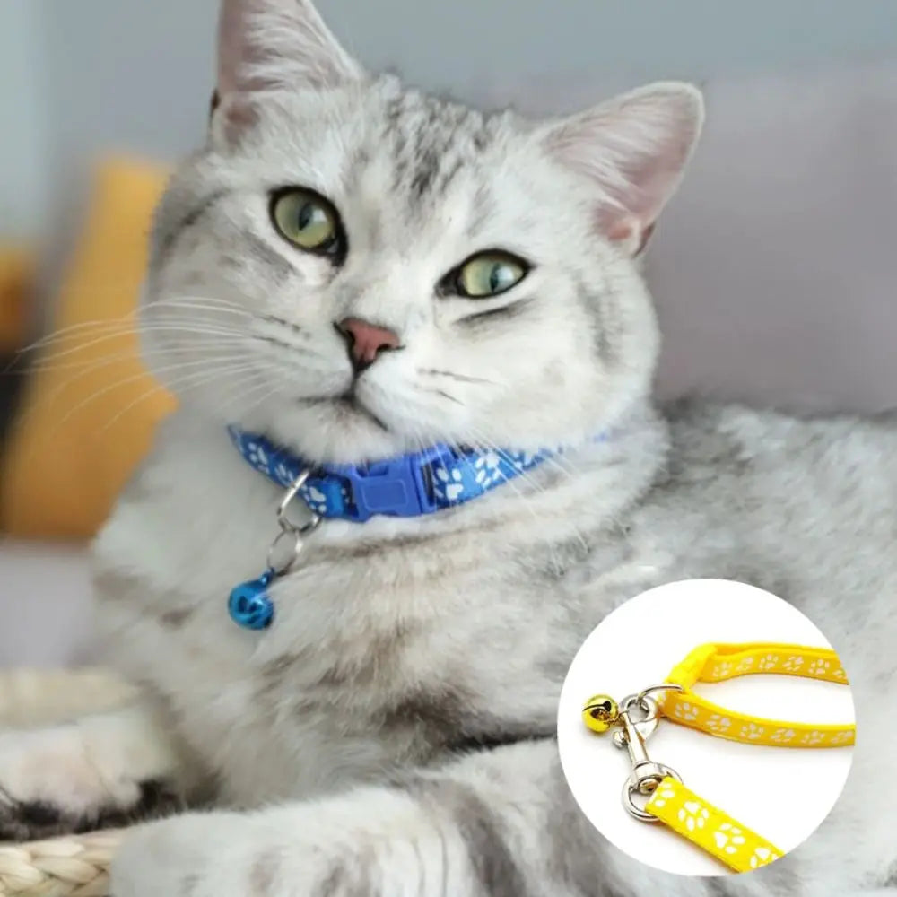A fluffy gray and white cat wearing a blue breathable pet walking lead with an adjustable collar.
