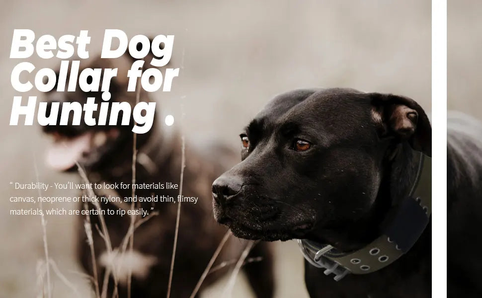 A black dog wearing a heavy-duty tactical collar outdoors in a natural setting.