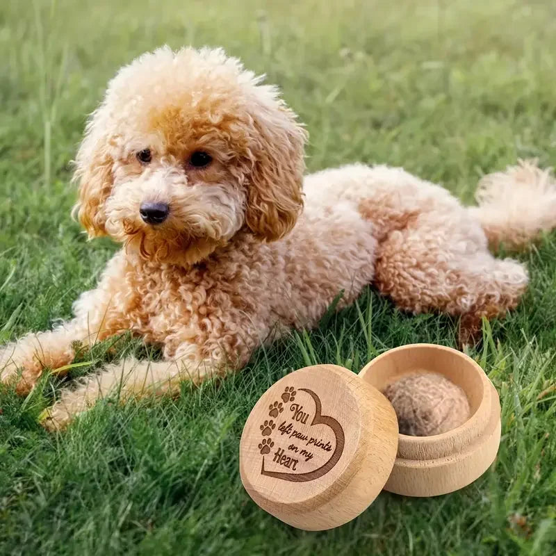 Ein hellgoldener, puddelartiger Hund liegt auf grünem Gras neben einer hölzernen Haarkonservierungsbox.