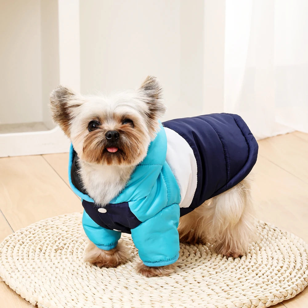 A small, fluffy dog wearing a bright blue fleece hoodie jacket indoors.