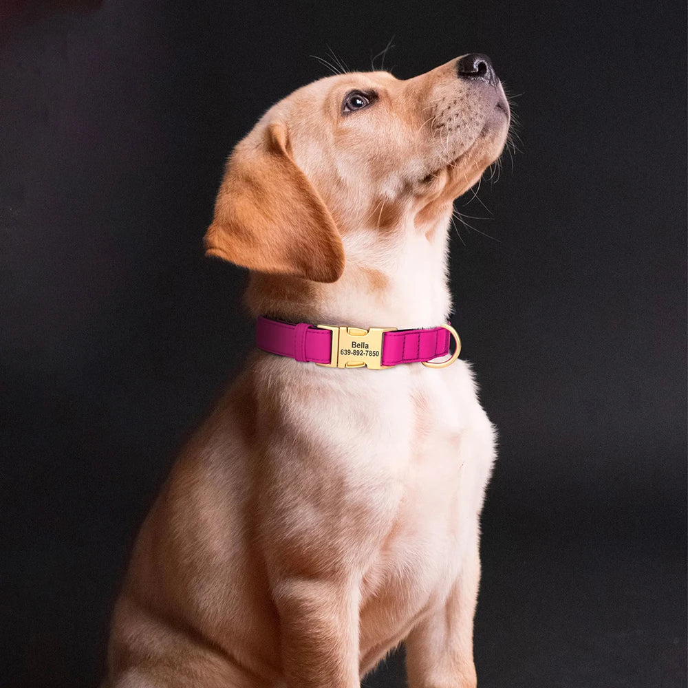 A light tan dog wearing a bright pink padded collar with custom ID engraving.