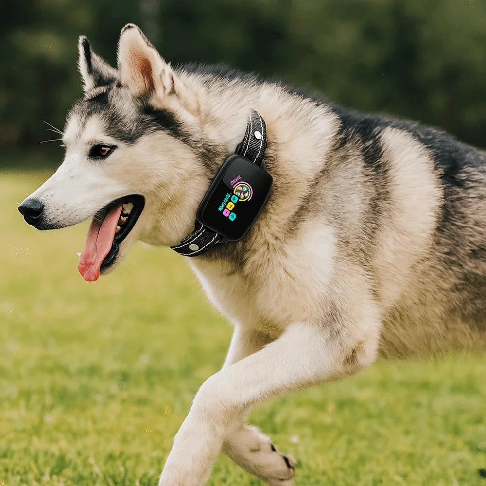 A husky dog wearing a black waterproof bark collar while running in a grassy field.