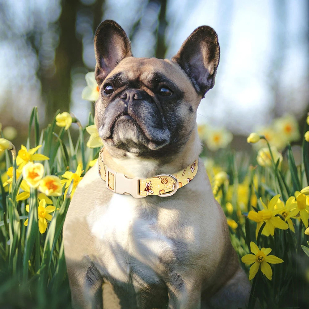 A fawn-colored French Bulldog wearing an adjustable nylon dog collar with a bee and flower print, sitting in a yellow flower 