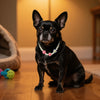 A black dog wearing a pastel floral beaded pet collar necklace set sitting on a wooden floor.