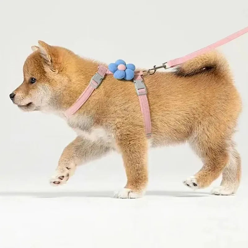 Flauschiger hellbrauner Hund mit pinkem Netzgeschirr, blauem Blumenanhänger und Leine.