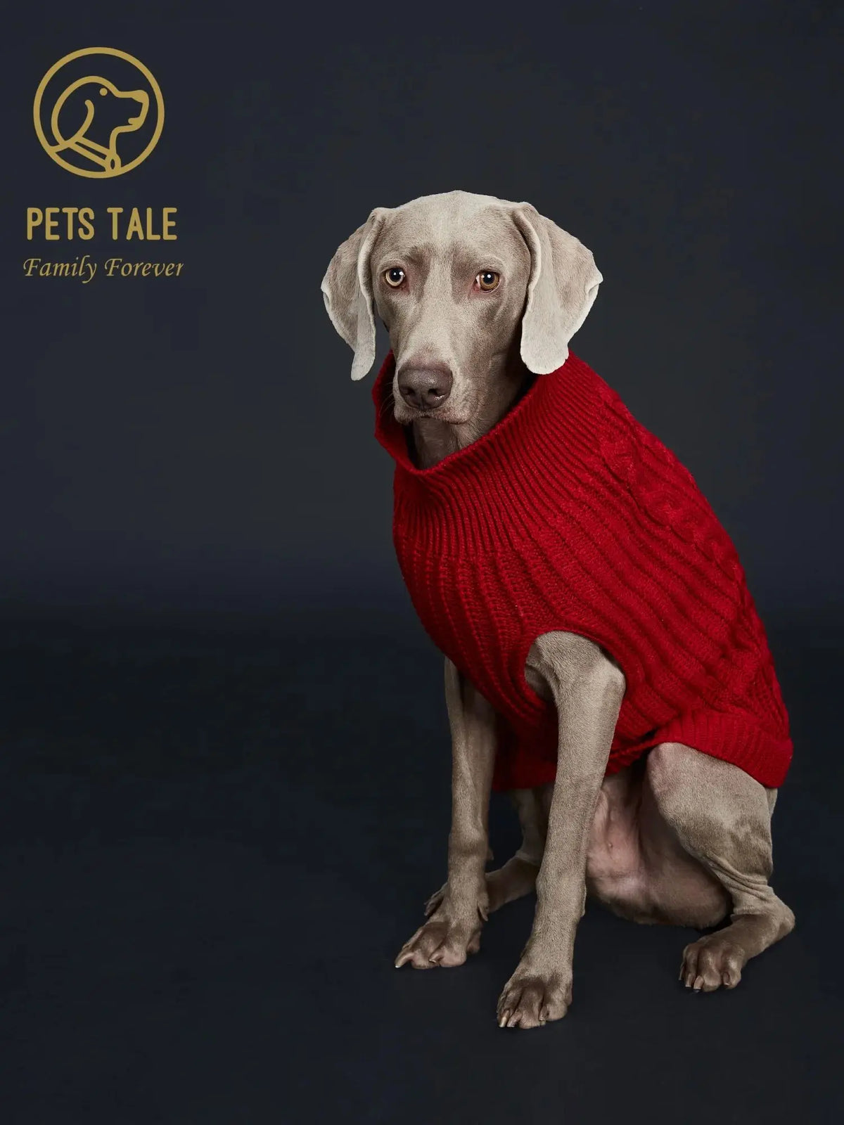 A light-colored dog is wearing a red knitted sweater against a dark background.